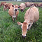 Raw Grass Fed Whey Protein Powder Unflavored 1 Ingredient

