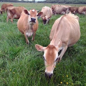 Raw Grass Fed Whey Protein Powder Unflavored 1 Ingredient

