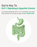 Weight Management Probiotics for GLP-1 Support and Berberine

