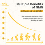 Enprotess Sublingual NMN 500mg Supplement | NAD Support

