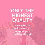 Host Defense Turkey Tail Capsules Digestive Health

