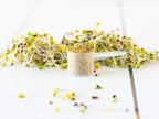 KOYAH Broccoli Sprout Powder | Easy Nutrition


