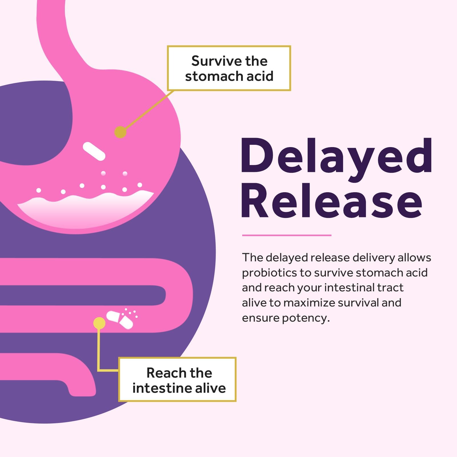 Doctor's Recipes Women's Probiotic for Digestive Health

