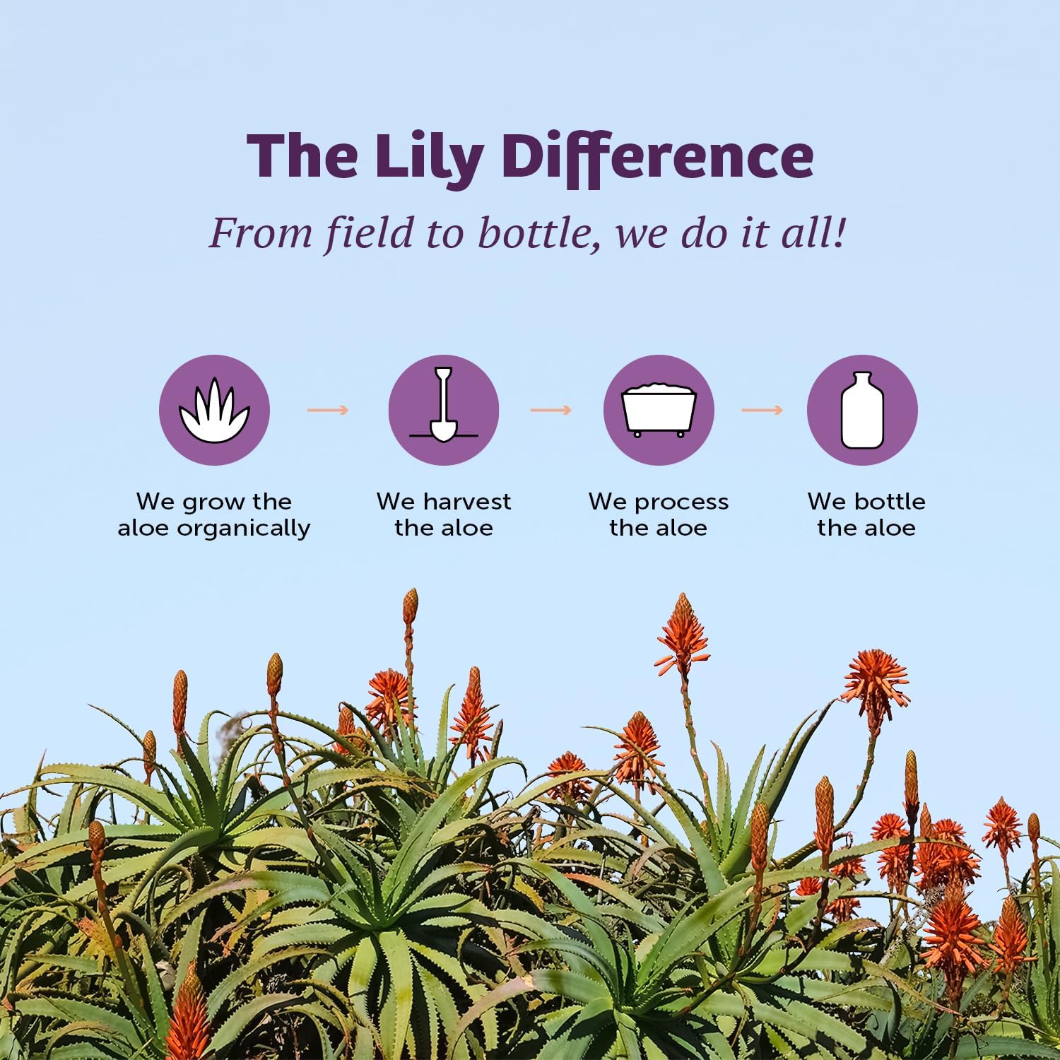 Aloe Vera Juice Lily Of The Desert Organic Inner Fillet

