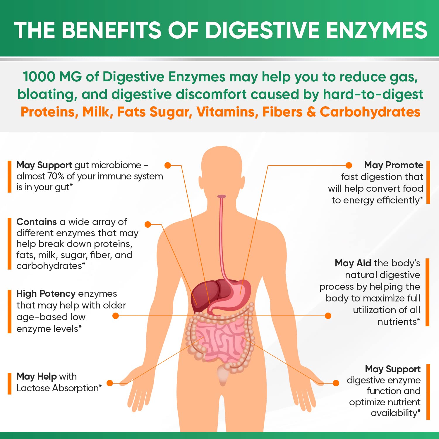 Wholesome Wellness Digestive Enzymes with Probiotics

