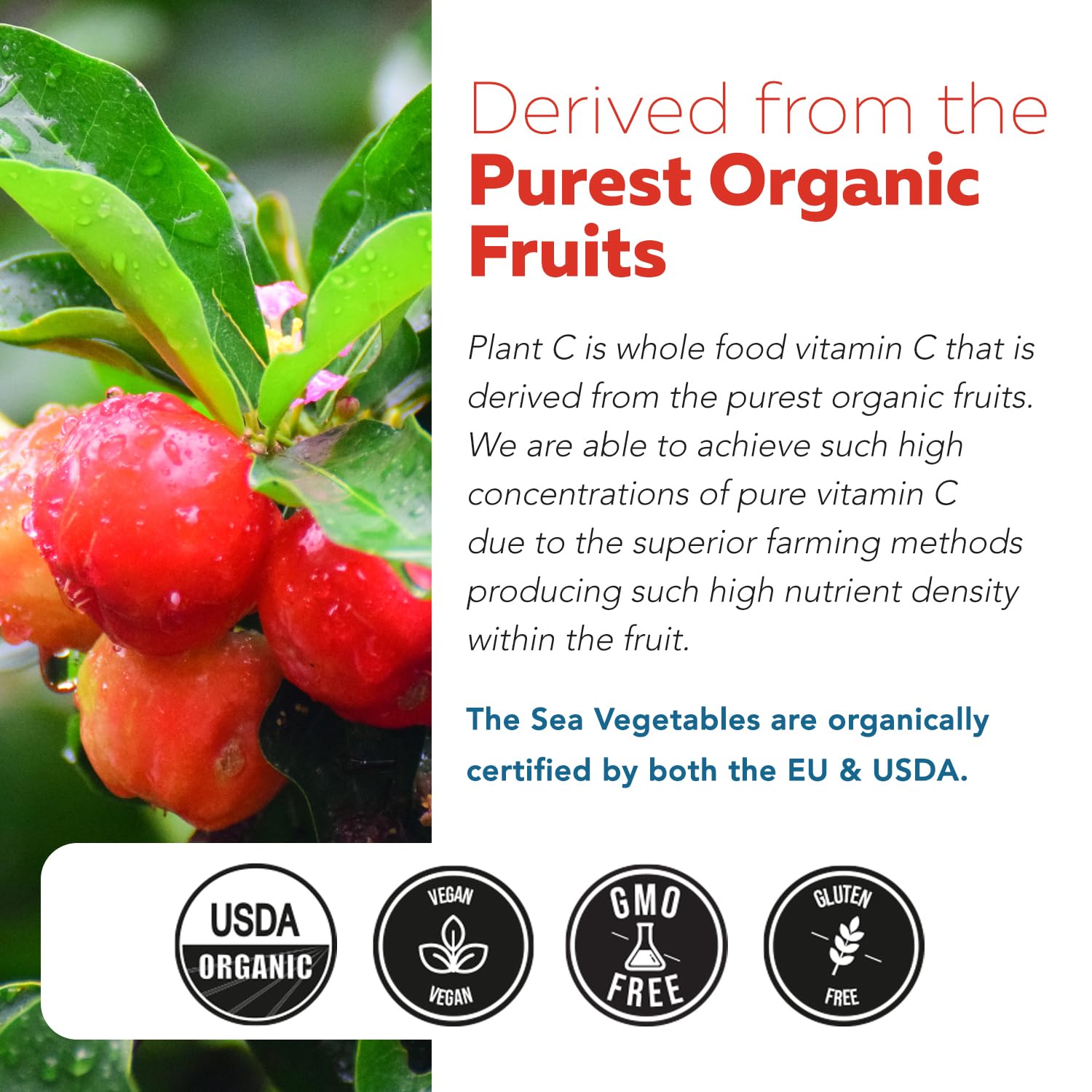 Plant-C Organic Vitamin C Supplement - Whole Food Bioavailable

