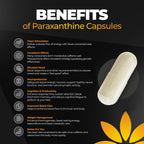 Paraxanthine Capsules by Enfinity | Clean Energy & Focus

