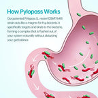 H. pylori Probiotic with Pylopass DSM17648


