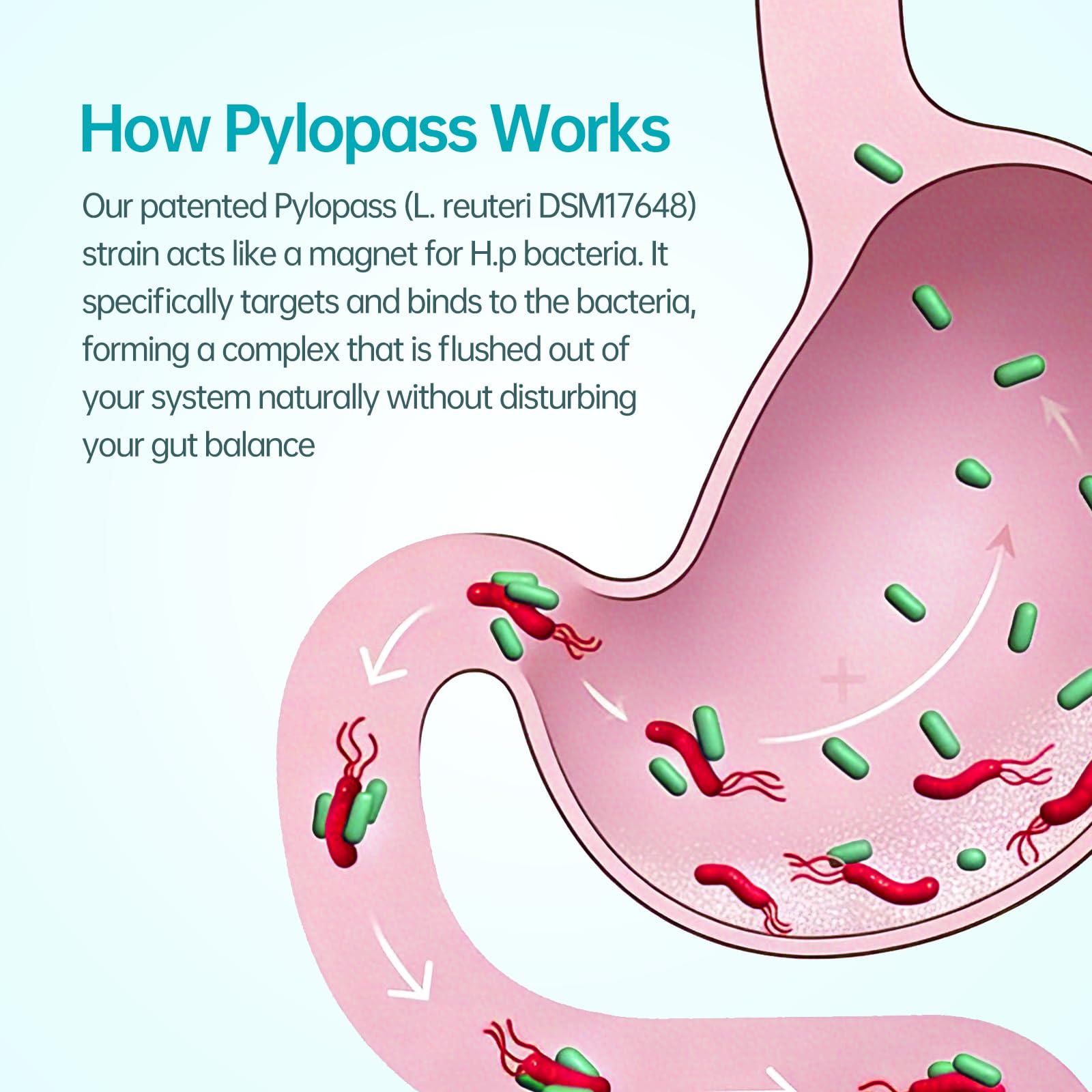 H. pylori Probiotic with Pylopass DSM17648

