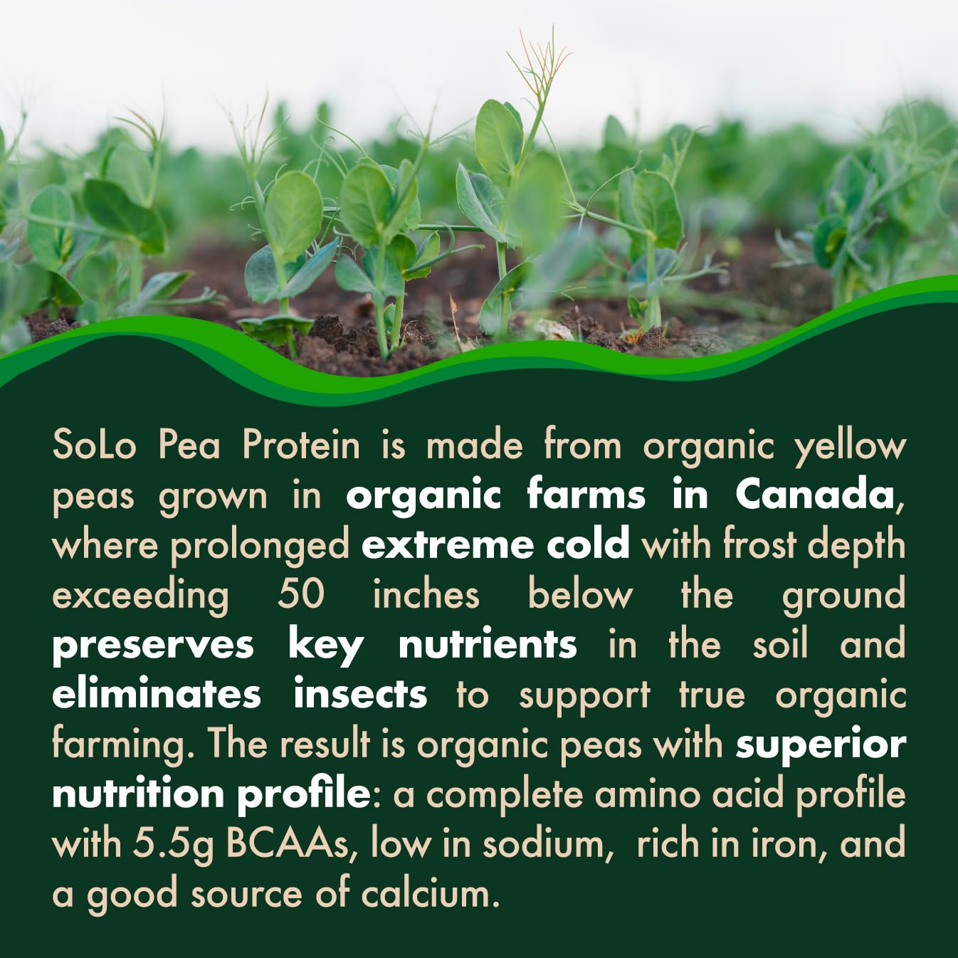 SOLO Organic Pea Protein Isolate Unflavored Plant Protein

