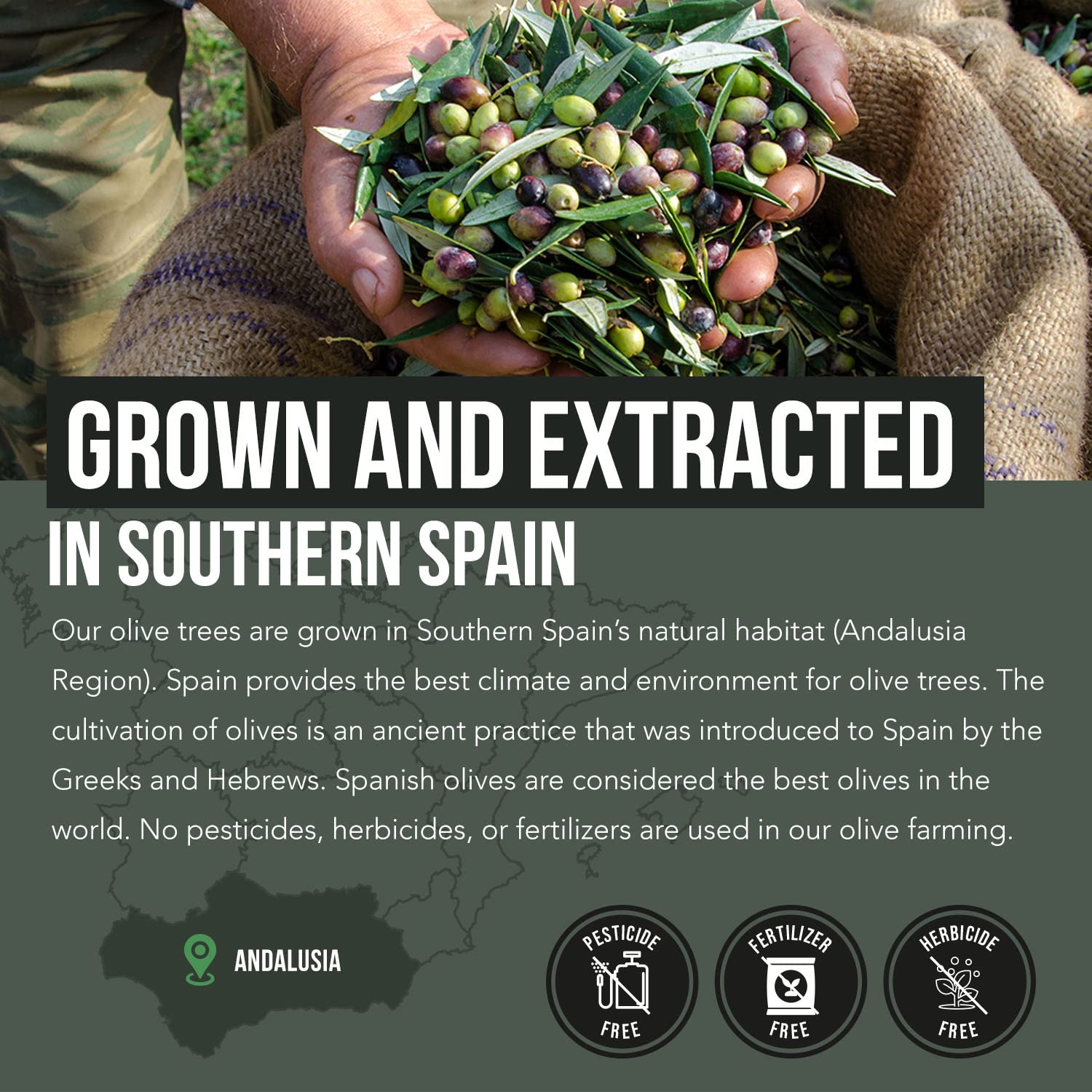 Olive Leaf Extract & Olive Fruit Extract by Total Olive

