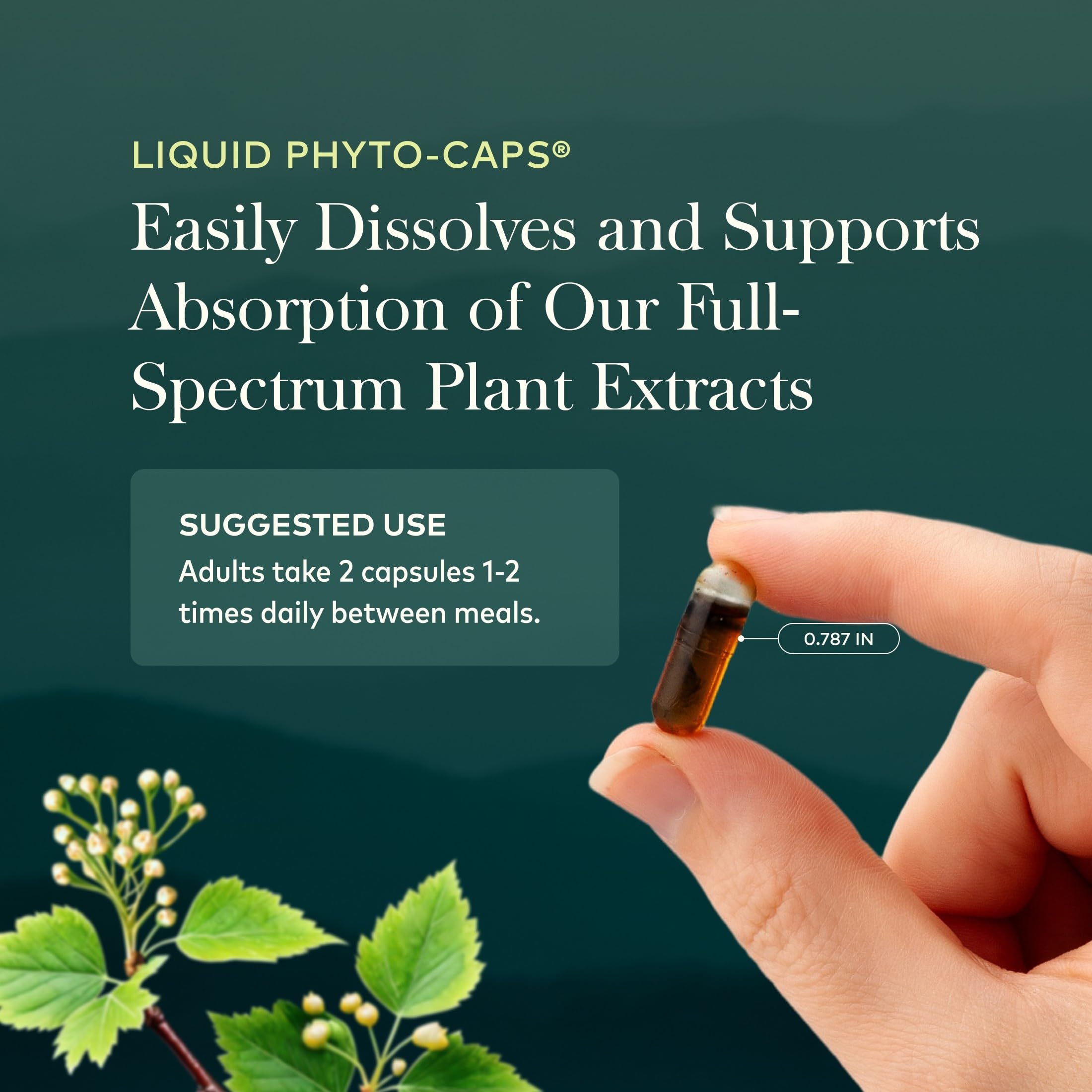 Gaia Herbs Black Seed Oil Capsules | Immune Support

