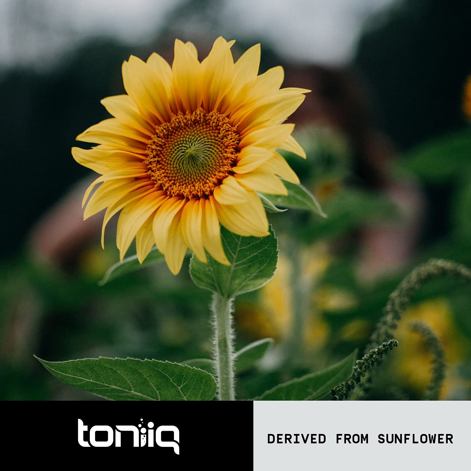 Toniiq Phosphatidylserine Supplement - Purity Tested

