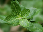 Momentous Ashwagandha Supplement for Focus

