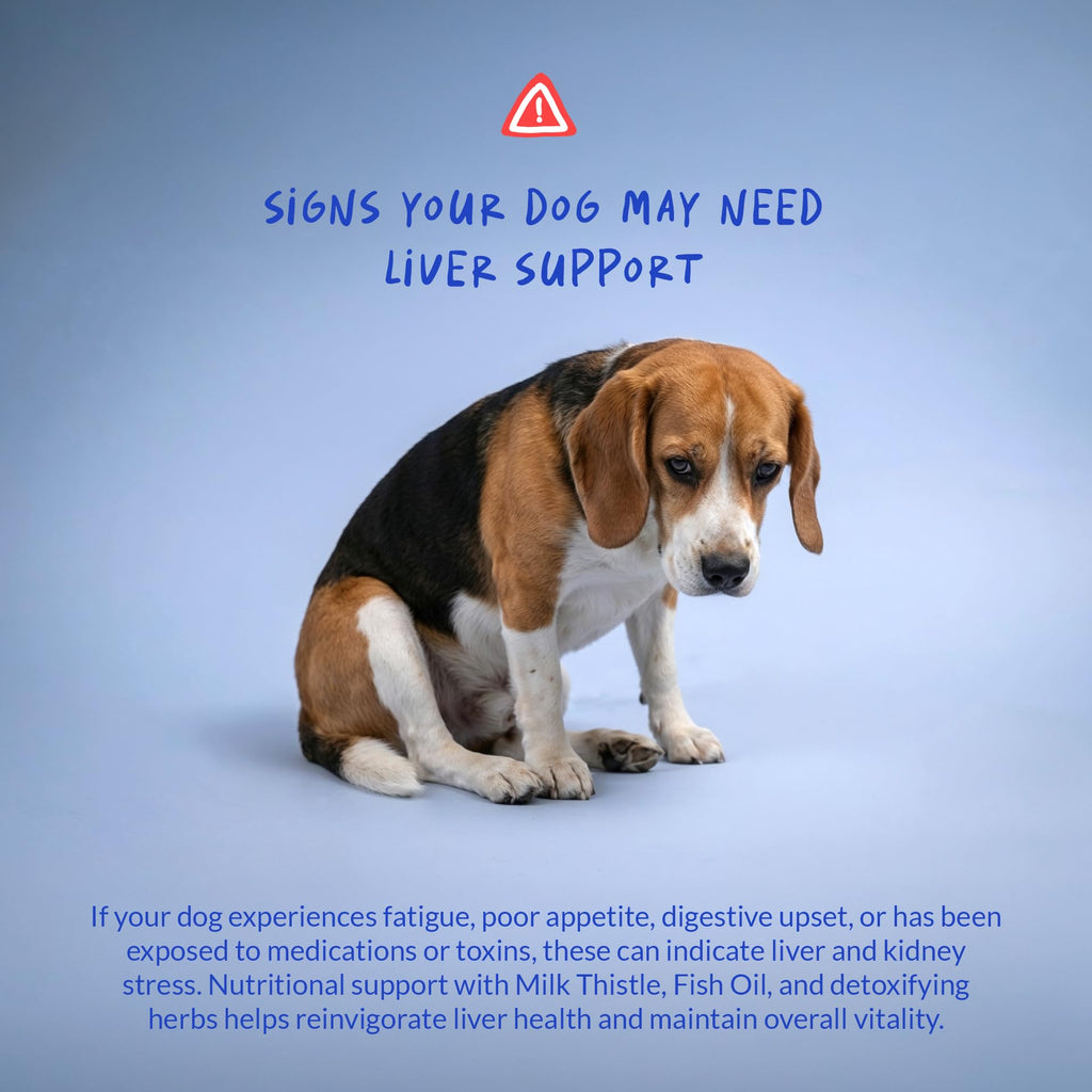 Milk Thistle Liver & Kidney Support for Pets | Coco and Luna

