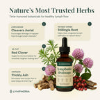 Lymphoria Lymphatic Drops for Bloat Relief Alcohol-Free


