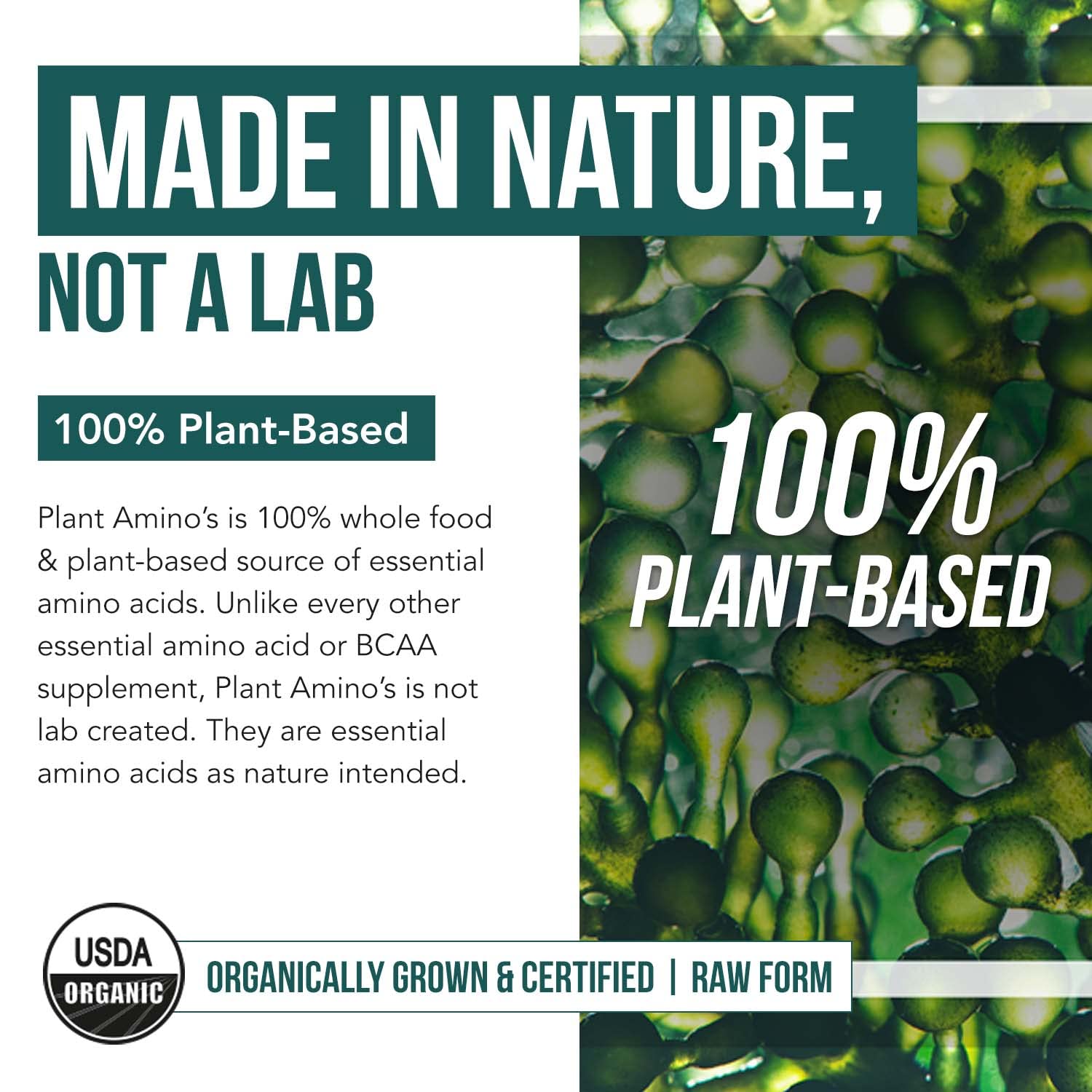Amino Acids by Triquetra Health: Plant-Based Essentials

