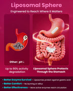 Megneta Nattokinase 12,000 FU - Triple Enzyme Formula

