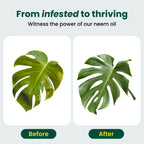 Neem Oil for Plants Kit with Sprayer and Essential Oils


