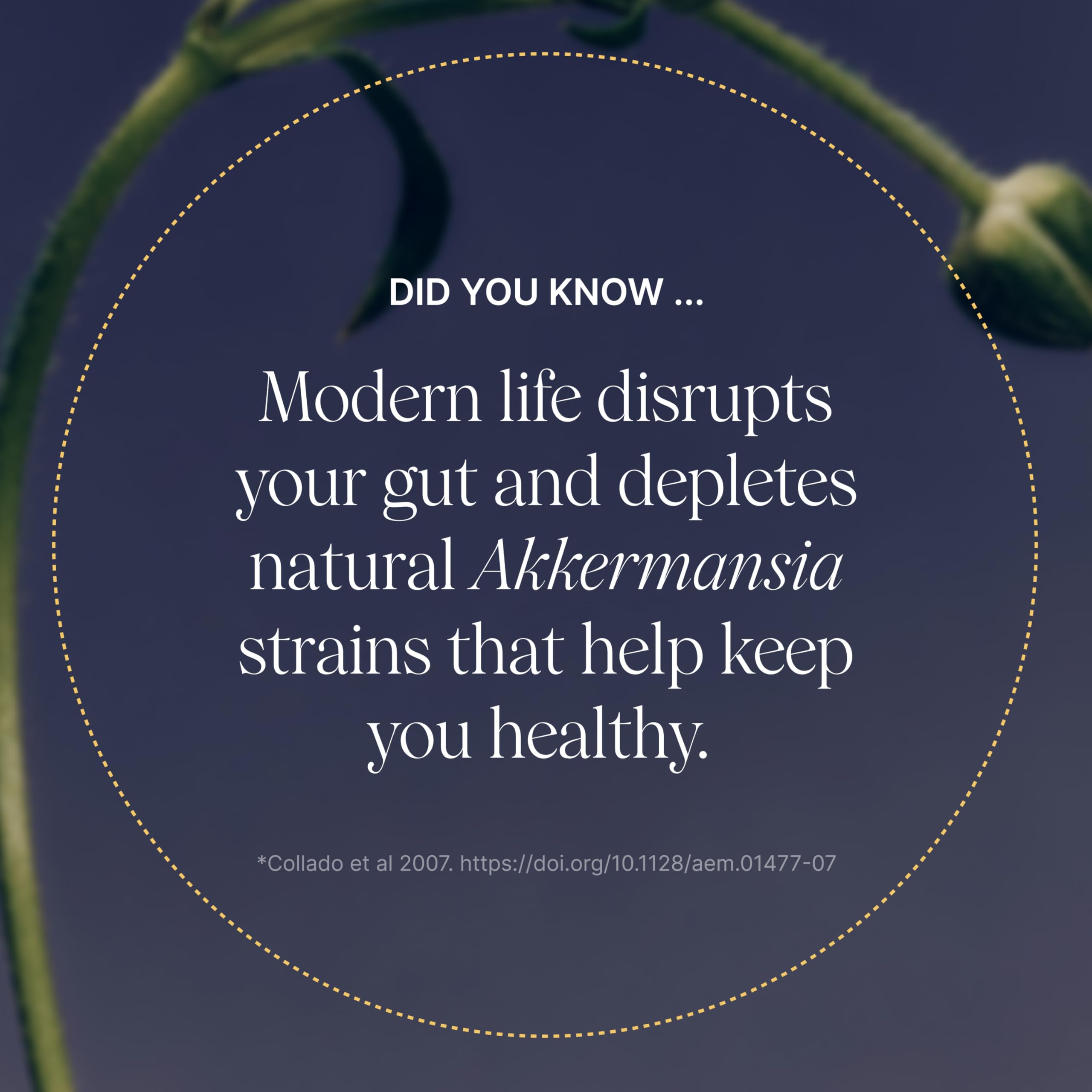 Pendulum Akkermansia Probiotic with Prebiotic Fiber

