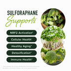 Sulforaphane Broccoli Sprouts Supplement NRF2 Activation

