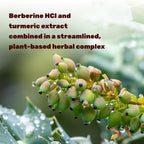 Berberine Turmeric Dietary Supplement | DEAL SUPPLEMENT


