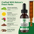 Lymphatic Drainage Drops – Herbal Lymphatic Support

