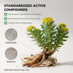 Rhodiola Rosea Adaptogen Supplement for Stress & Focus

