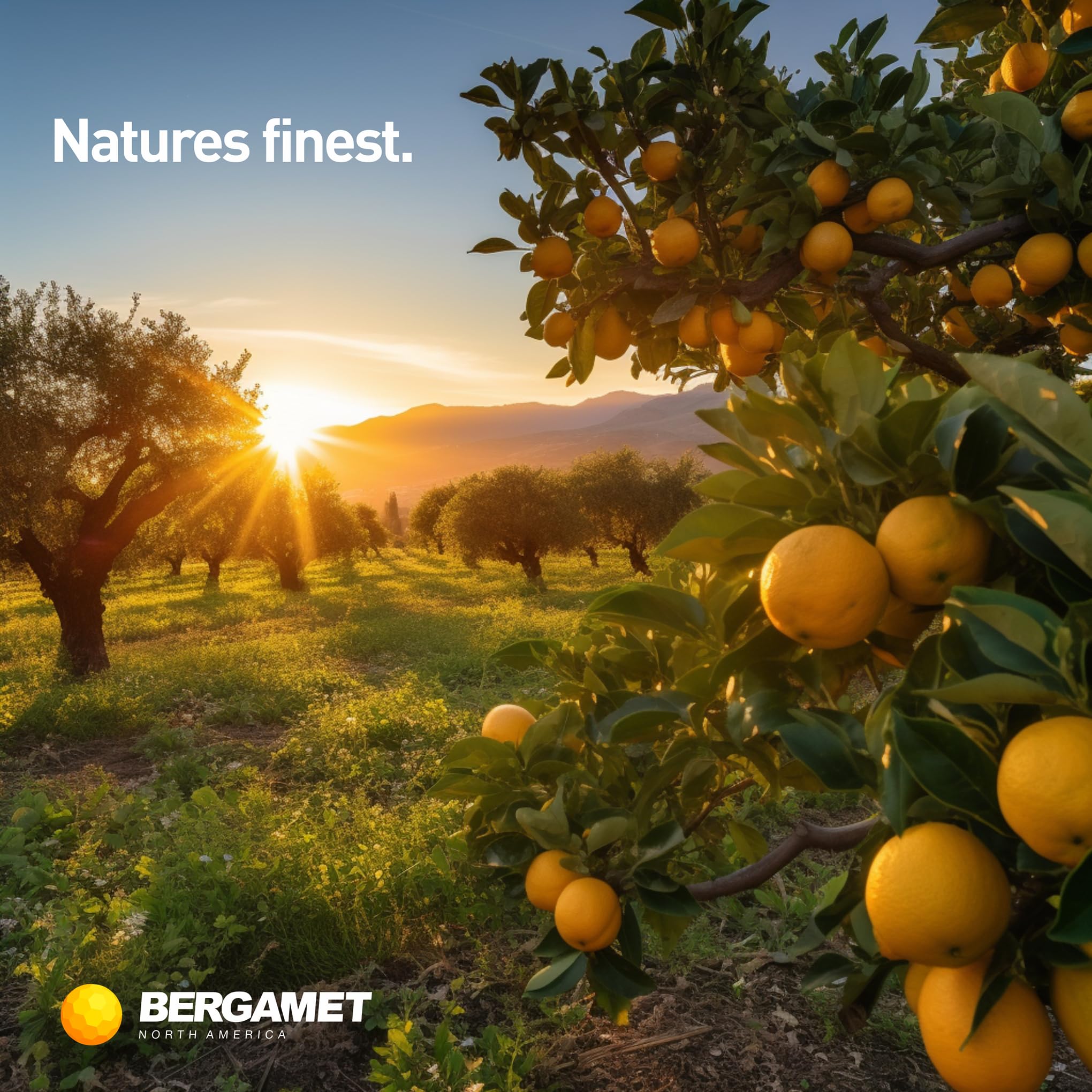 BergaMet Citrus Bergamot 170:1 Extract 80% Polyphenols

