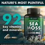 Secret Element Sea Moss Capsules - Vegan, Non-GMO

