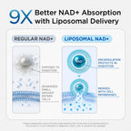 Selerb NAD+ Liposomal Supplement for Energy & Prostate Health

