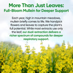 Fidus Mullein Drops for Lungs – Herbal Respiratory Support

