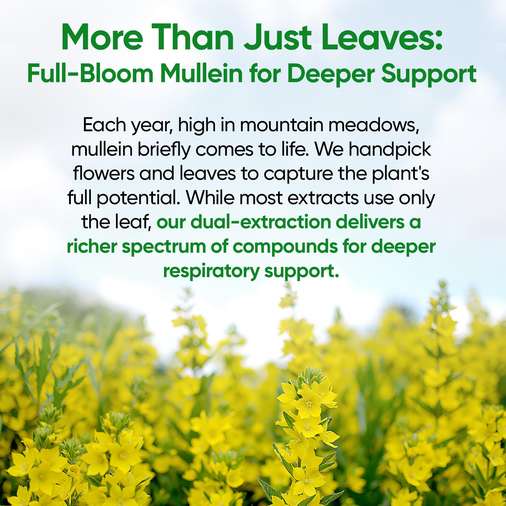 Fidus Mullein Drops for Lungs – Herbal Respiratory Support

