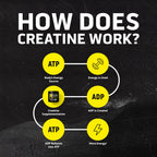 Ascent Clean Creatine Monohydrate Powder Creapure Certified

