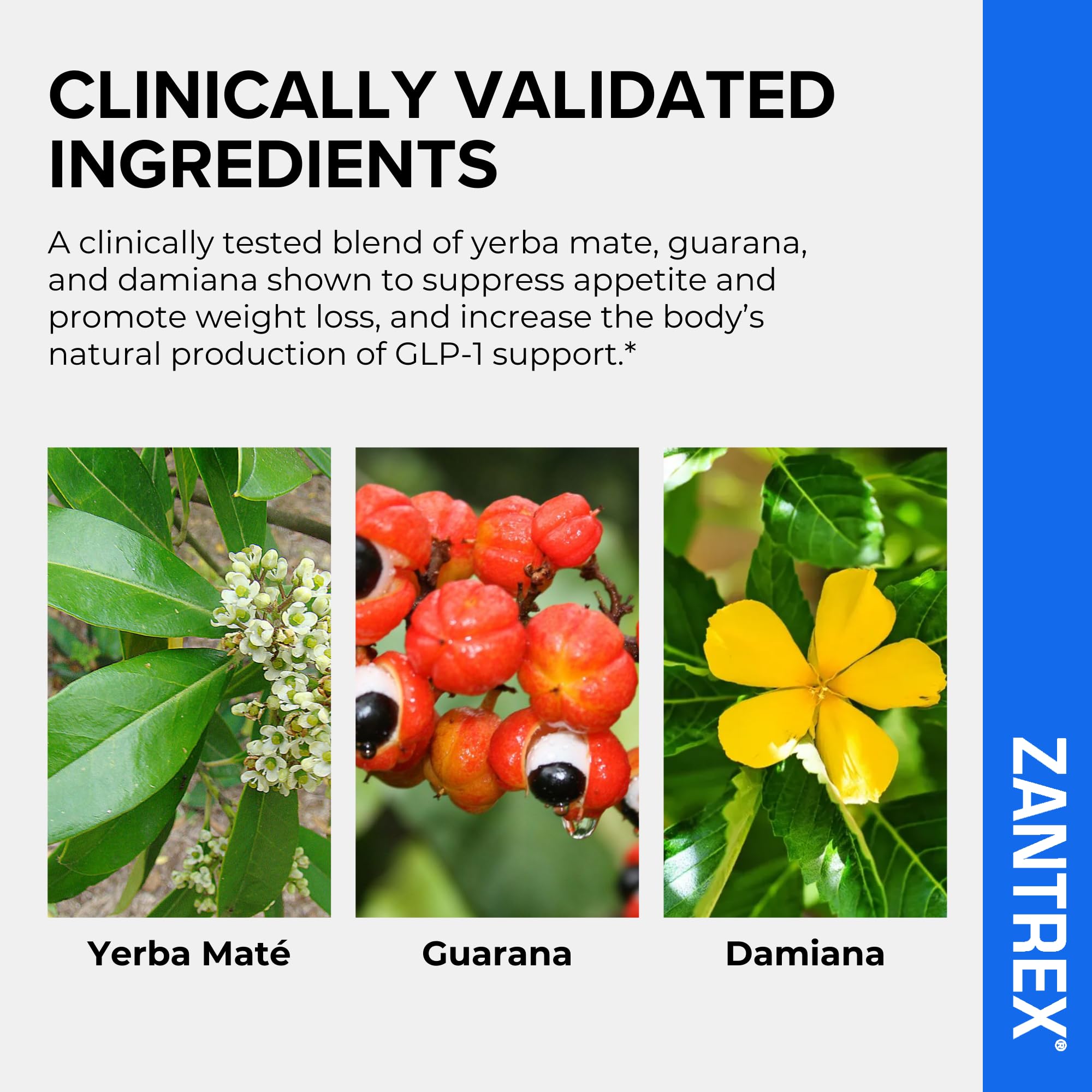 Zantrex Blue Energy & Thermogenesis | Appetite Control GLP-1


