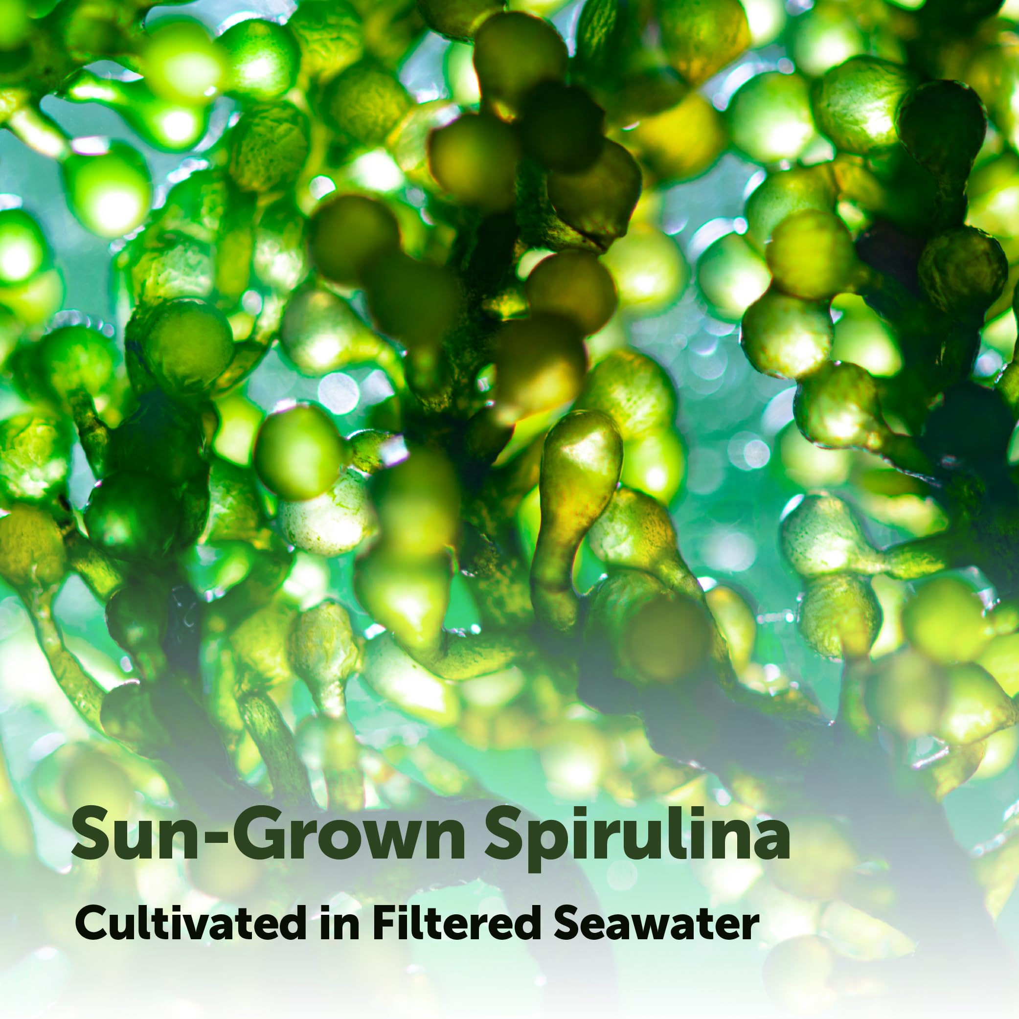 Micro Ingredients Spirulina Supplement - Vegan

