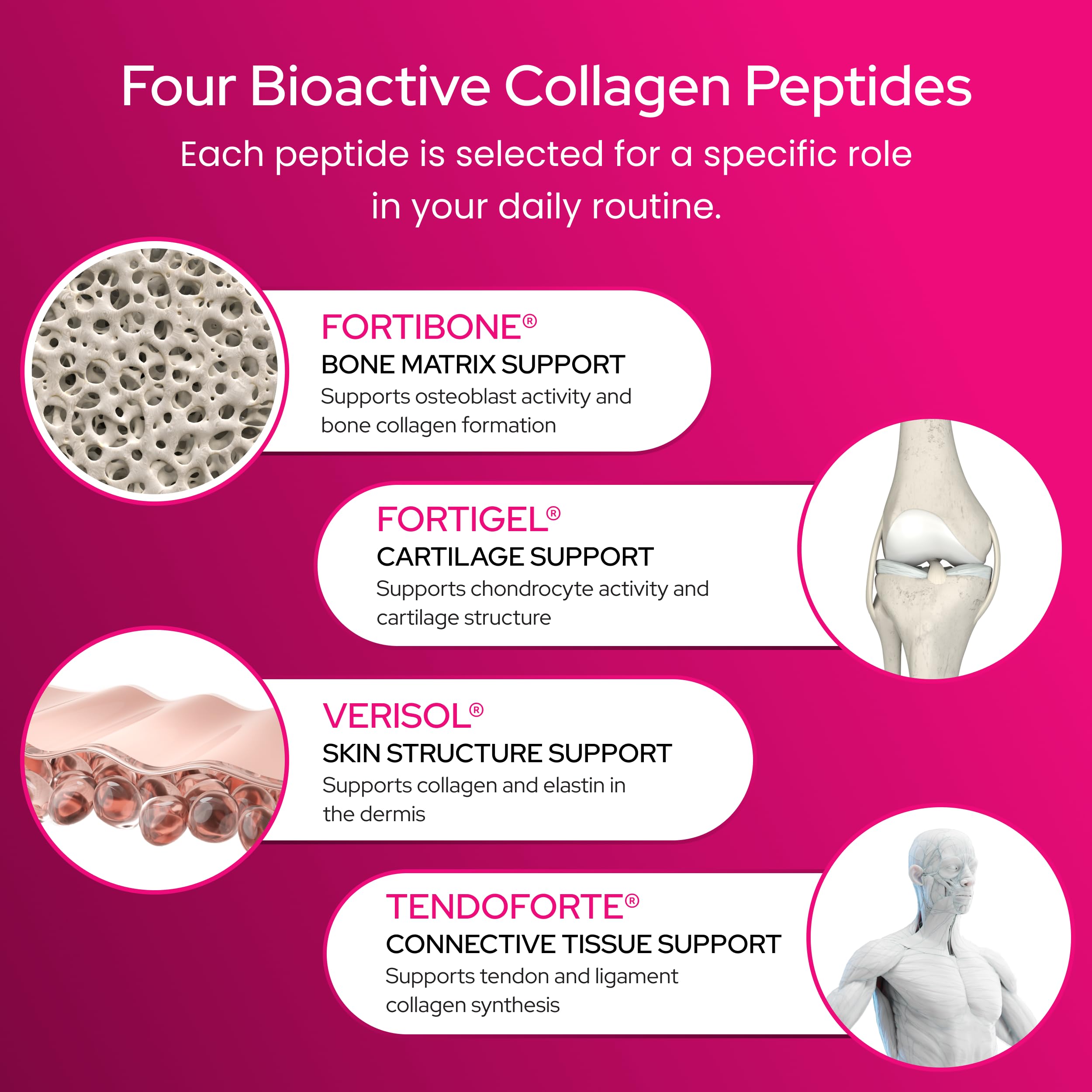 FORTIBONE Collagen Peptides for Bone Health Fortigel Verisol

