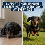 Turkey Tail Mushroom Dog Supplement by Pets are Kids

