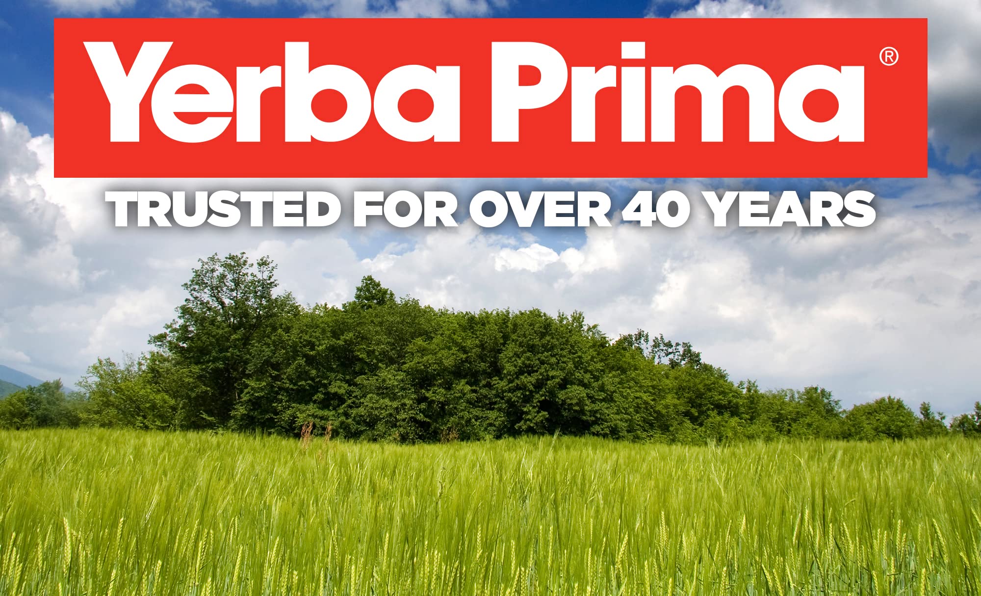 Yerba Prima Psyllium Whole Husks Fiber for Gut Health

