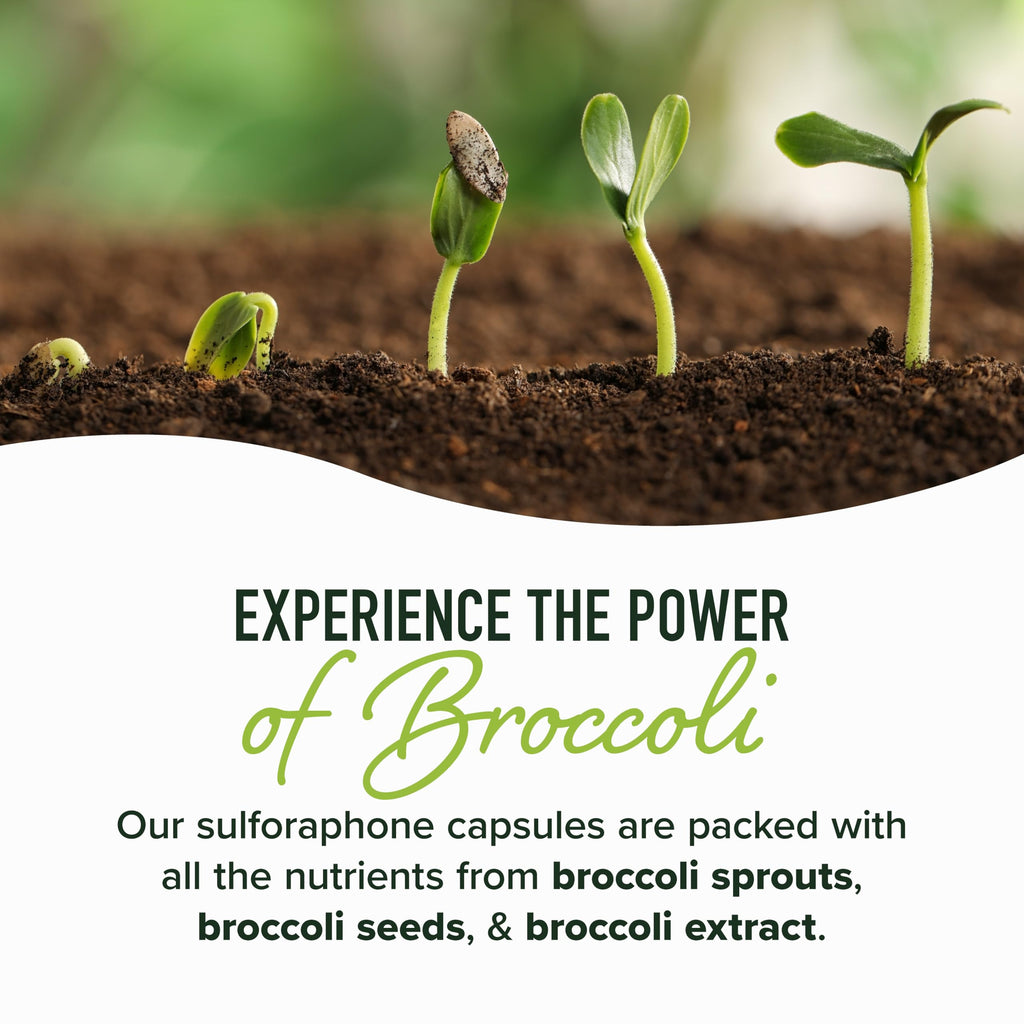 Sulforaphane Broccoli Sprouts Supplement NRF2 Activation


