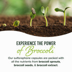 Sulforaphane Broccoli Sprouts Supplement NRF2 Activation

