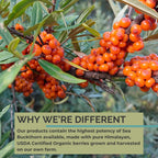 SeabuckWonders Organic Sea Buckthorn Oil Softgels

