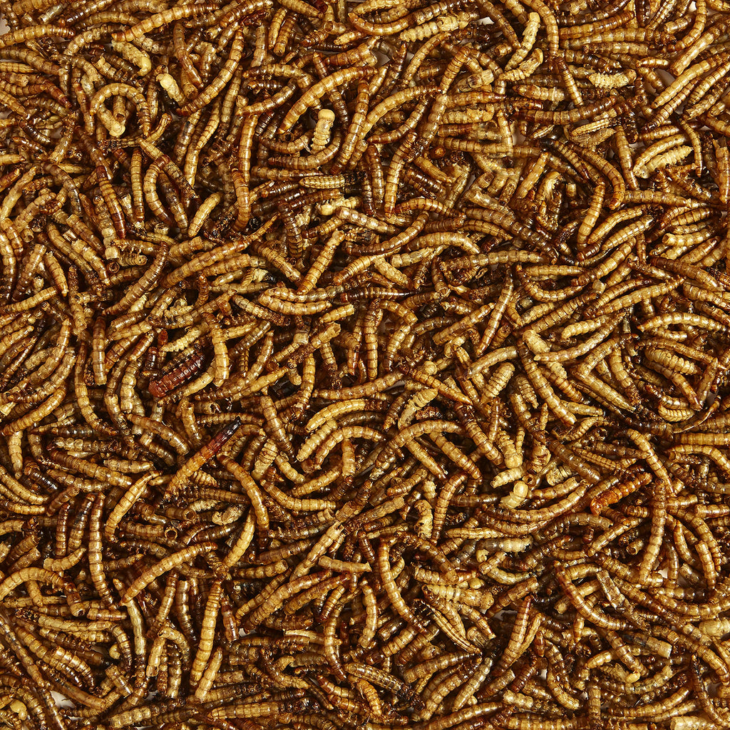 Kaytee Wild Bird Mealworms for Backyard Birds

