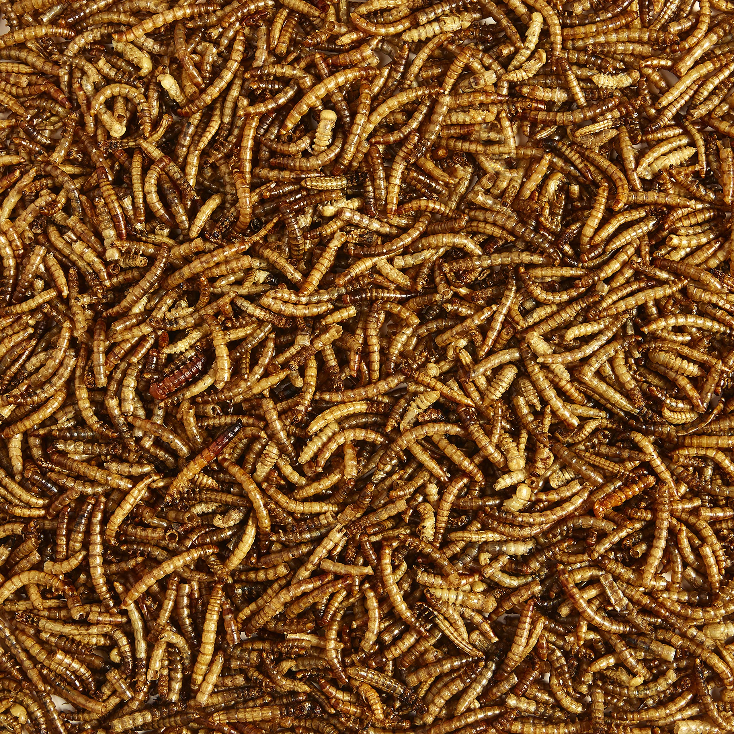 Kaytee Wild Bird Mealworms for Backyard Birds

